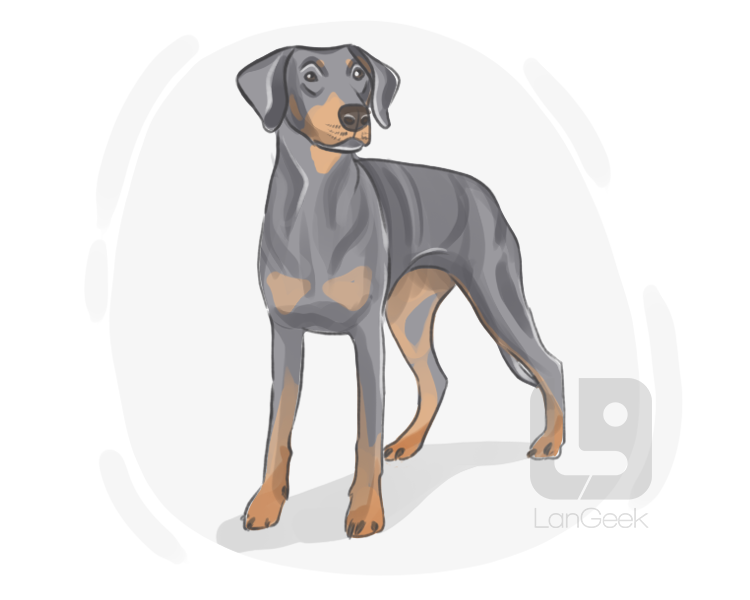 doberman pinscher definition and meaning