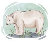 Kermode bear