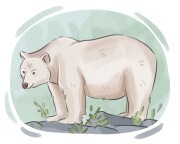 Kermode bear