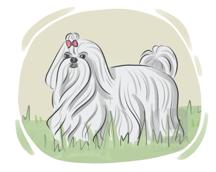 Maltese dog definition and meaning
