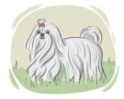 Maltese dog