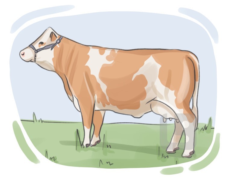 Simmental definition and meaning