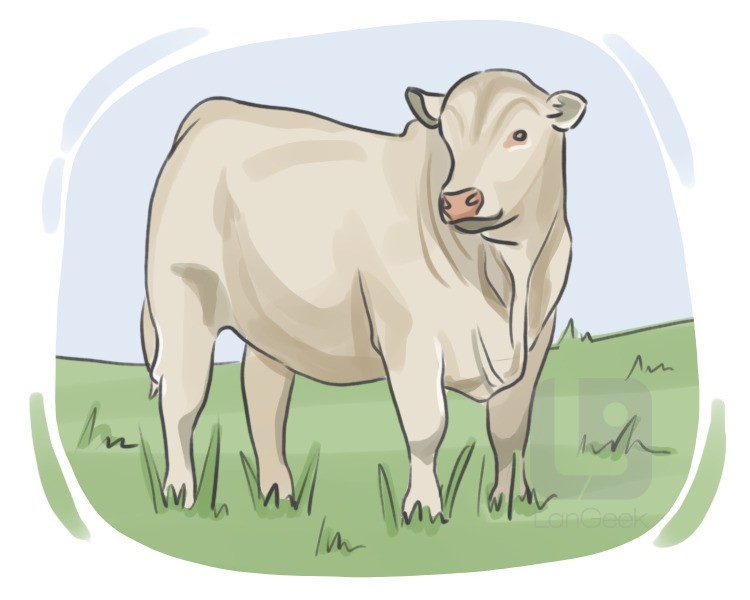 Charolais definition and meaning