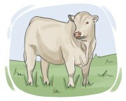 Charolais