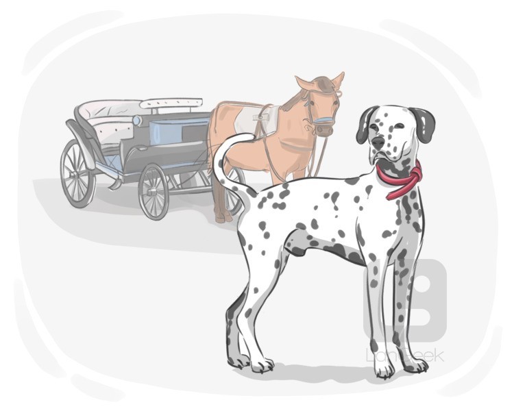 carriage dog definition and meaning