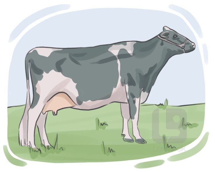 milch cow definition and meaning