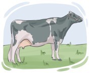dairy cattle