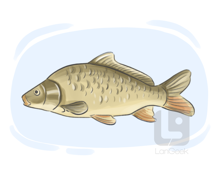 carp definition and meaning
