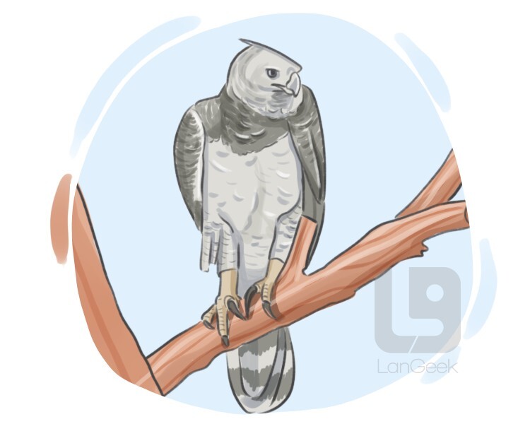 definition-meaning-of-harpy-langeek