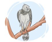 harpy eagle
