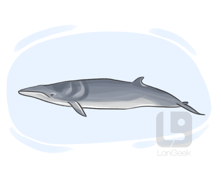 minke whale definition and meaning