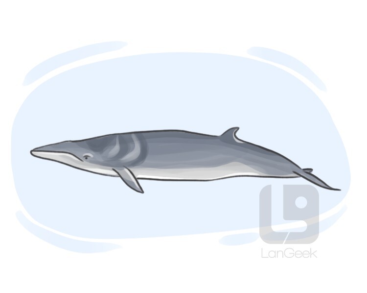 balaenoptera acutorostrata definition and meaning