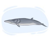 minke whale