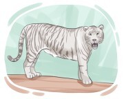 white tiger