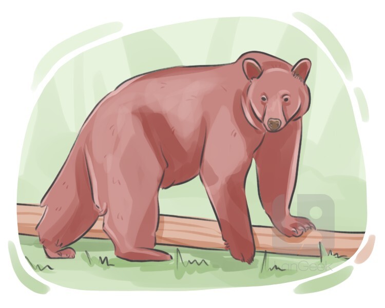 cinnamon bear definition and meaning