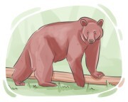 cinnamon bear