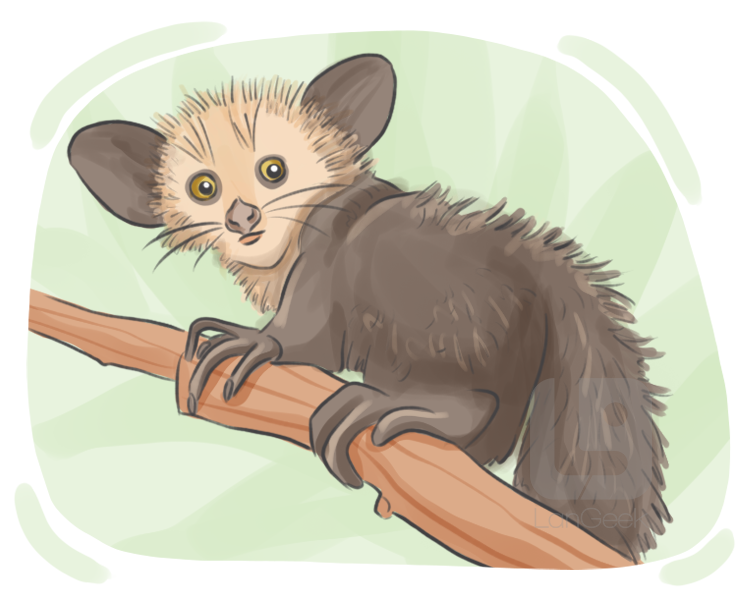 aye-aye definition and meaning