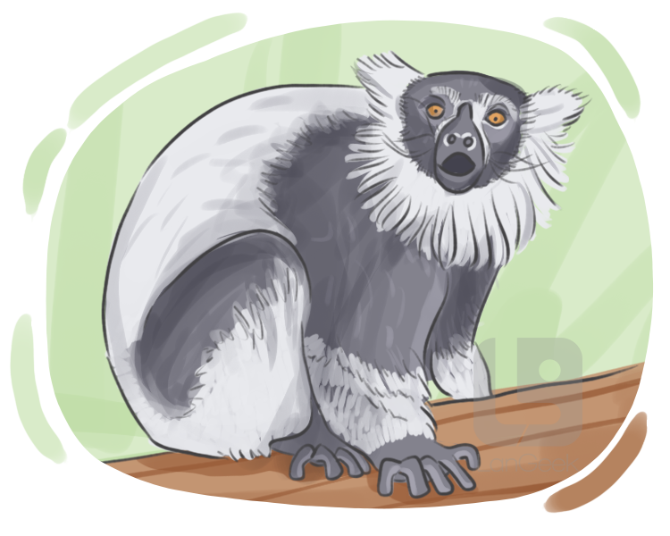 ruffed lemur definition and meaning