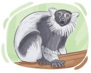 ruffed lemur