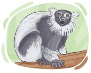 ruffed lemur