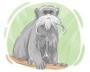 tamarin