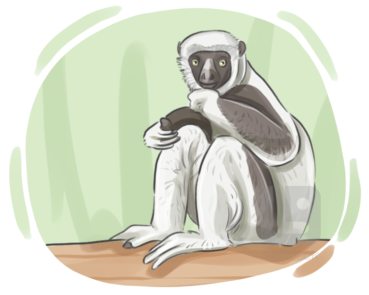 sifaka definition and meaning