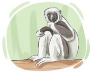 sifaka