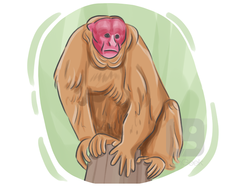 uakari definition and meaning