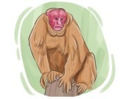 uakari