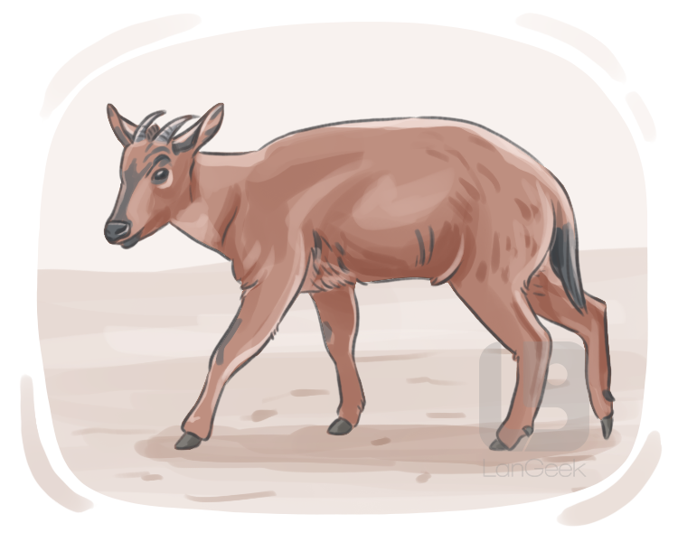 goral definition and meaning