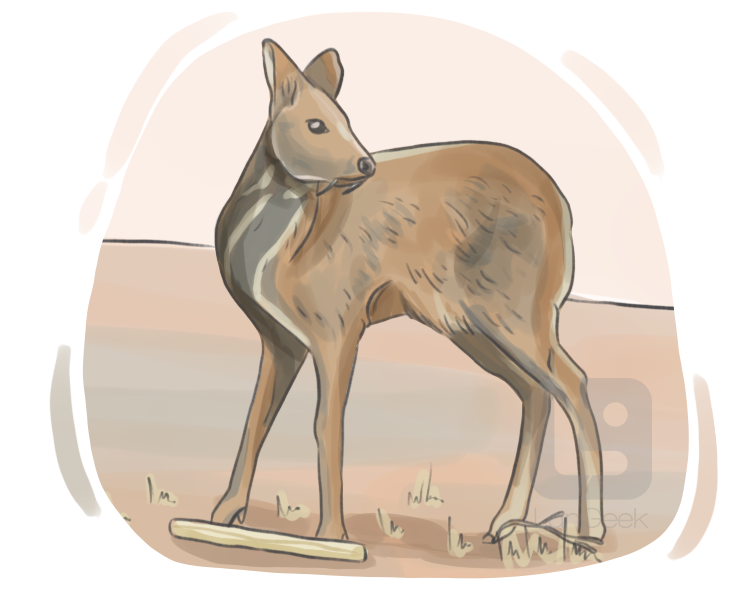 moschus moschiferus definition and meaning