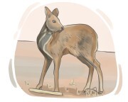 musk deer