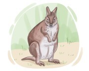 pademelon