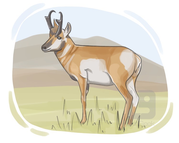 pronghorn antelope definition and meaning