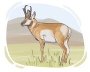 pronghorn