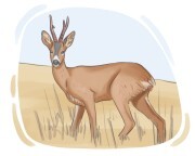 roe deer