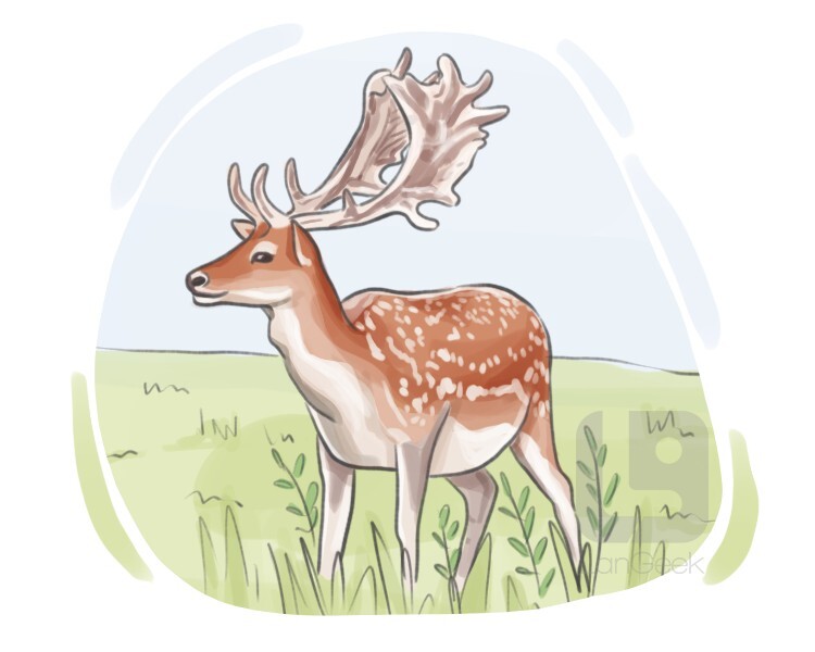 definition-meaning-of-fallow-deer-langeek