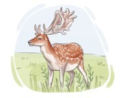 fallow deer