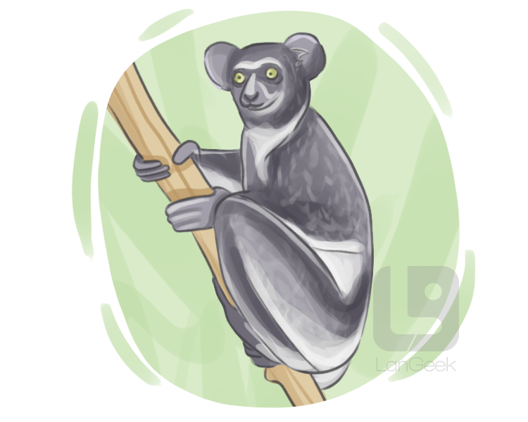 indri brevicaudatus definition and meaning