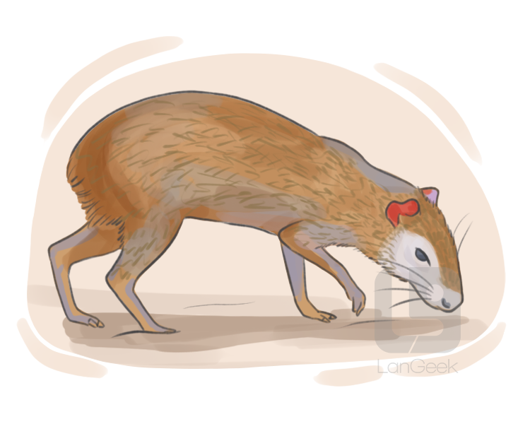 agouti definition and meaning