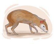 agouti