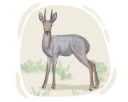 gray rhebok