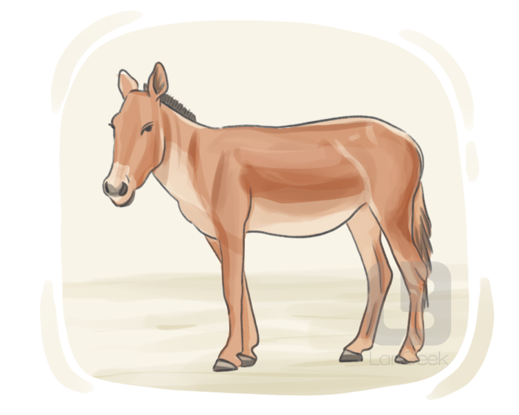 equus hemionus definition and meaning