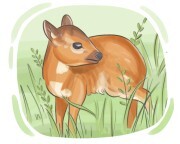 royal antelope