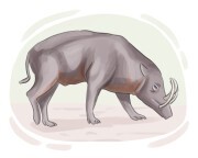 babirusa