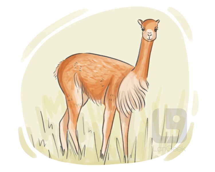 Definition & Meaning of "Vicuna" | LanGeek