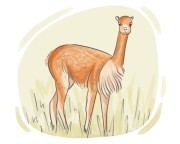 vicuna