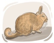 viscacha