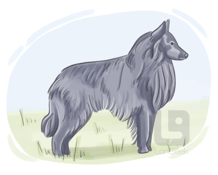 Belgian sheepdog definition and meaning