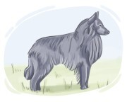 Belgian sheepdog